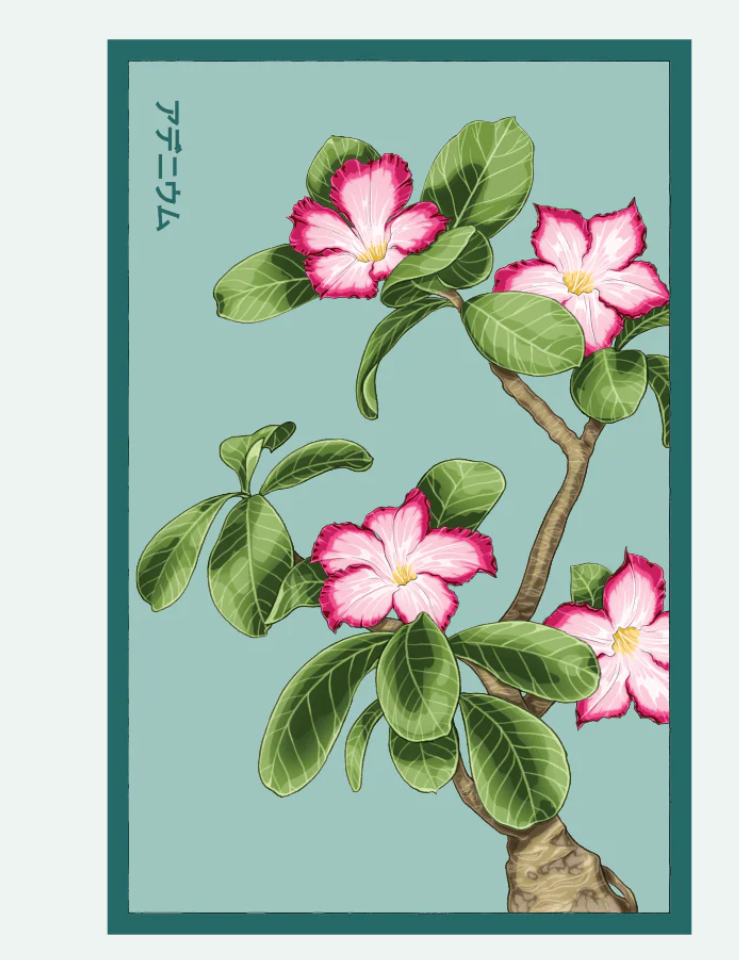 Flower & Indoor Plant Seed Packets - 29 Varieties