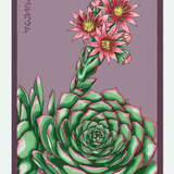 Flower & Indoor Plant Seed Packets - 29 Varieties