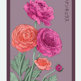 Flower & Indoor Plant Seed Packets - 29 Varieties