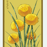 Flower & Indoor Plant Seed Packets - 29 Varieties
