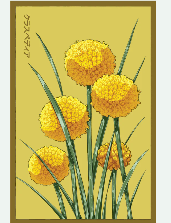 Flower & Indoor Plant Seed Packets - 29 Varieties