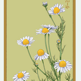 Flower & Indoor Plant Seed Packets - 29 Varieties