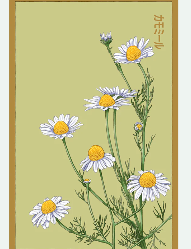Flower & Indoor Plant Seed Packets - 29 Varieties