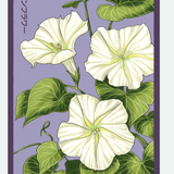 Flower & Indoor Plant Seed Packets - 29 Varieties
