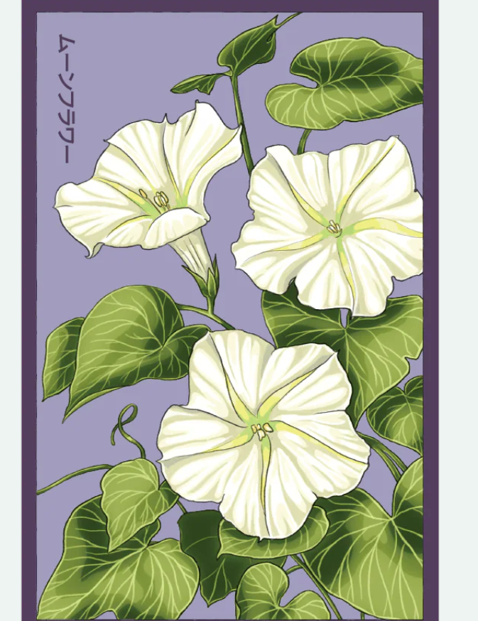 Flower & Indoor Plant Seed Packets - 29 Varieties