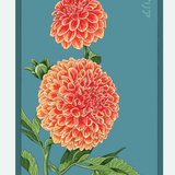 Flower & Indoor Plant Seed Packets - 29 Varieties