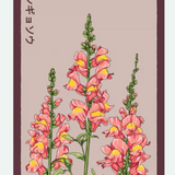 Flower & Indoor Plant Seed Packets - 29 Varieties