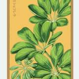 Flower & Indoor Plant Seed Packets - 29 Varieties