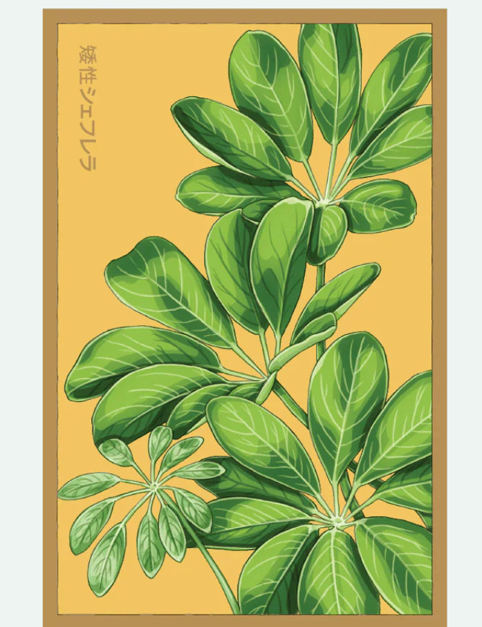 Flower & Indoor Plant Seed Packets - 29 Varieties