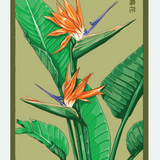 Flower & Indoor Plant Seed Packets - 29 Varieties