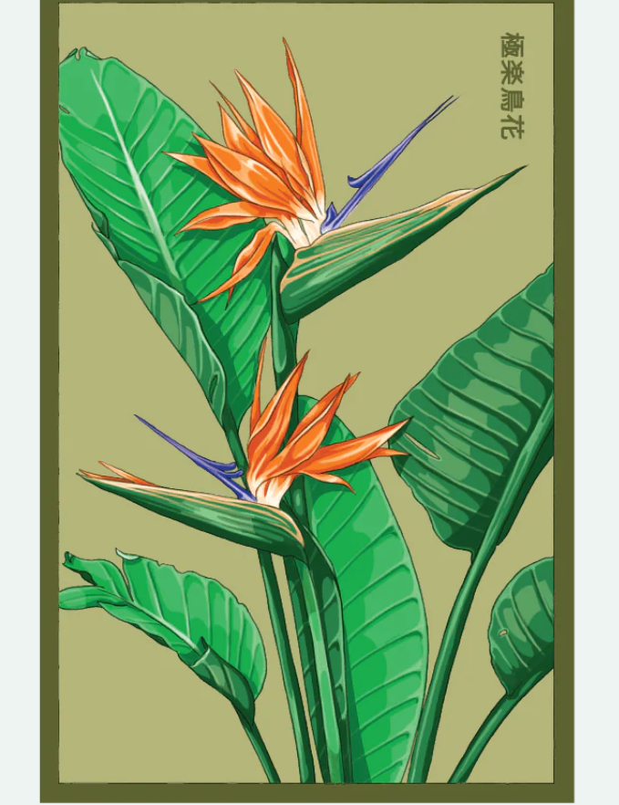 Flower & Indoor Plant Seed Packets - 29 Varieties