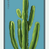 Flower & Indoor Plant Seed Packets - 29 Varieties