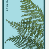 Flower & Indoor Plant Seed Packets - 29 Varieties