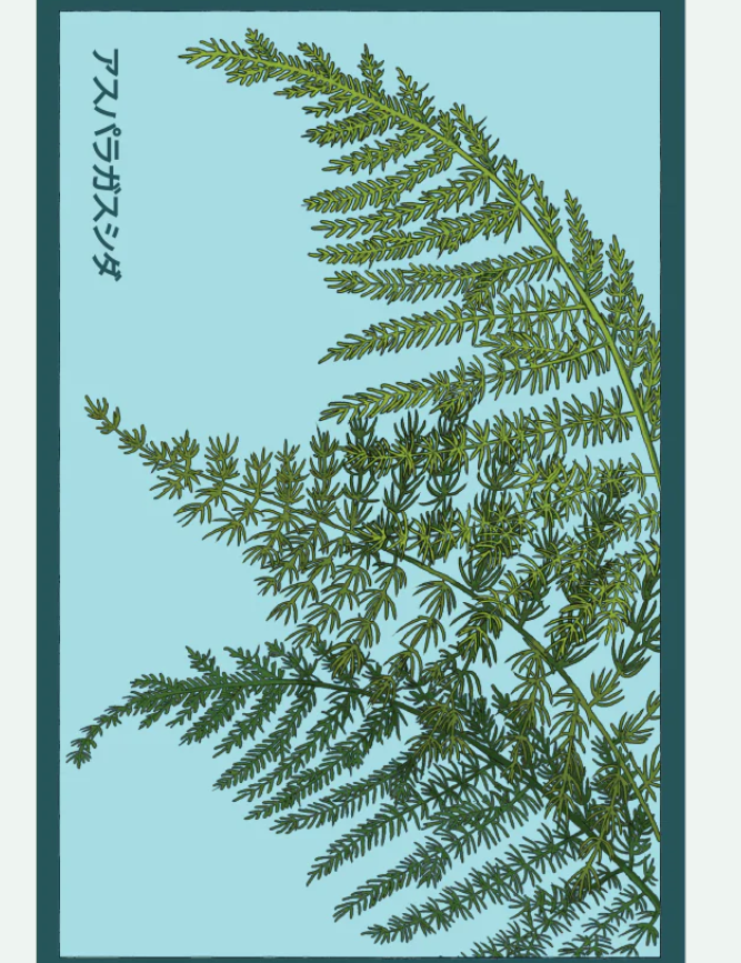 Flower & Indoor Plant Seed Packets - 29 Varieties