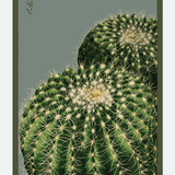 Flower & Indoor Plant Seed Packets - 29 Varieties