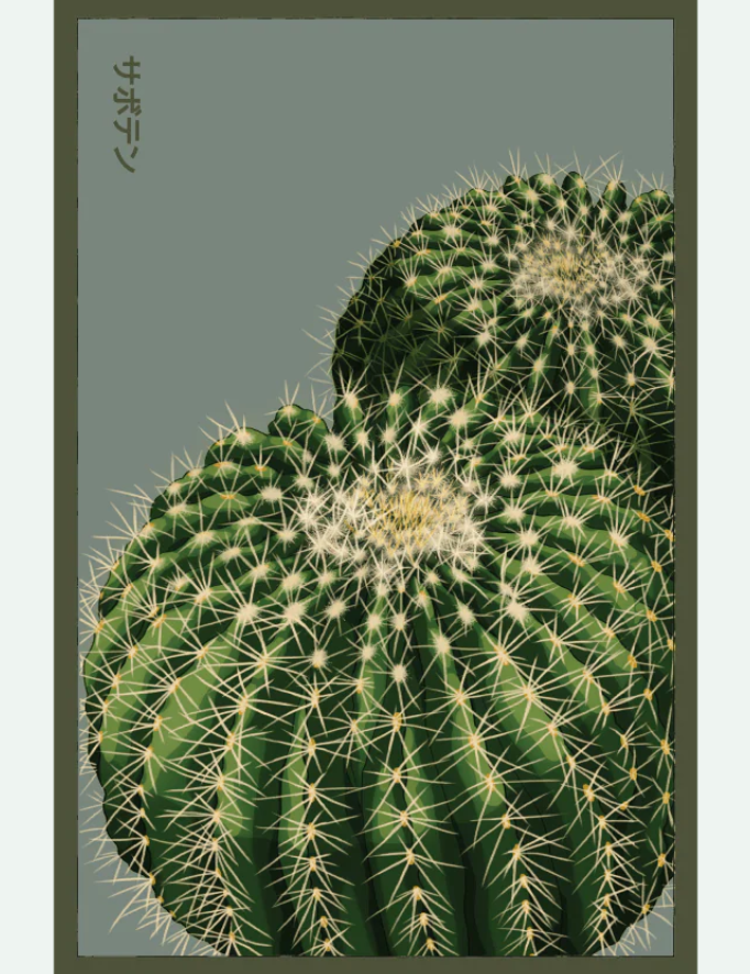 Flower & Indoor Plant Seed Packets - 29 Varieties