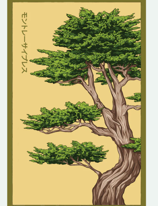Flower & Indoor Plant Seed Packets - 29 Varieties