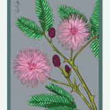Flower & Indoor Plant Seed Packets - 29 Varieties