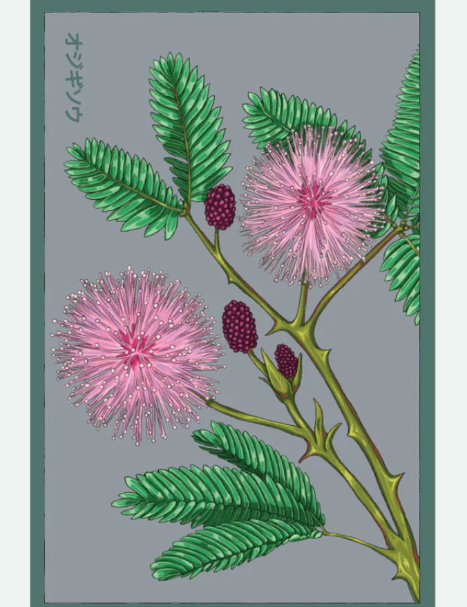 Flower & Indoor Plant Seed Packets - 29 Varieties