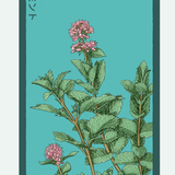 Herb Seed Packets - 9 Varieties