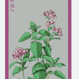 Herb Seed Packets - 9 Varieties