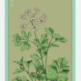 Herb Seed Packets - 9 Varieties