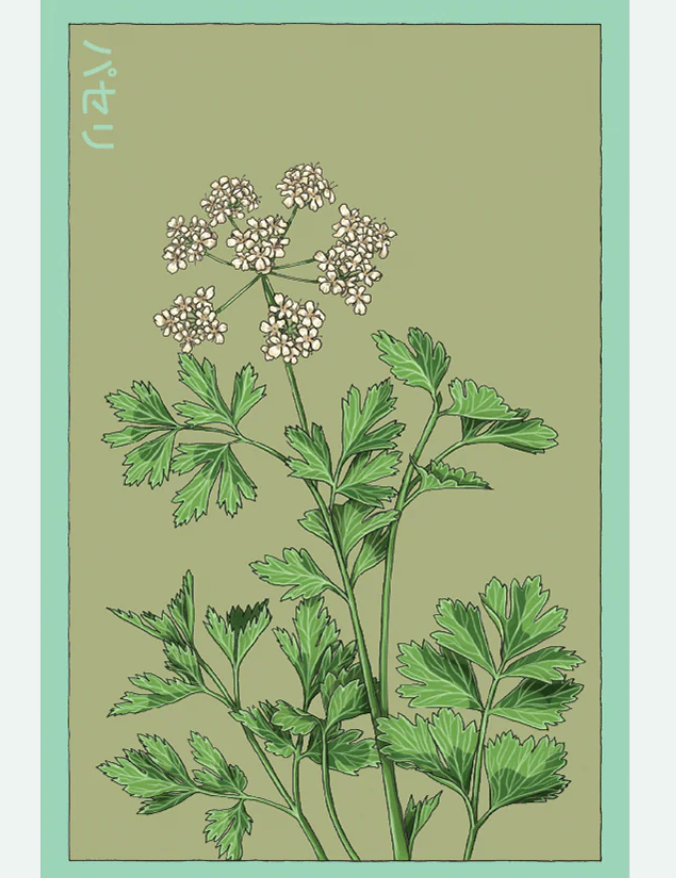 Herb Seed Packets - 9 Varieties