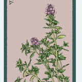 Herb Seed Packets - 9 Varieties