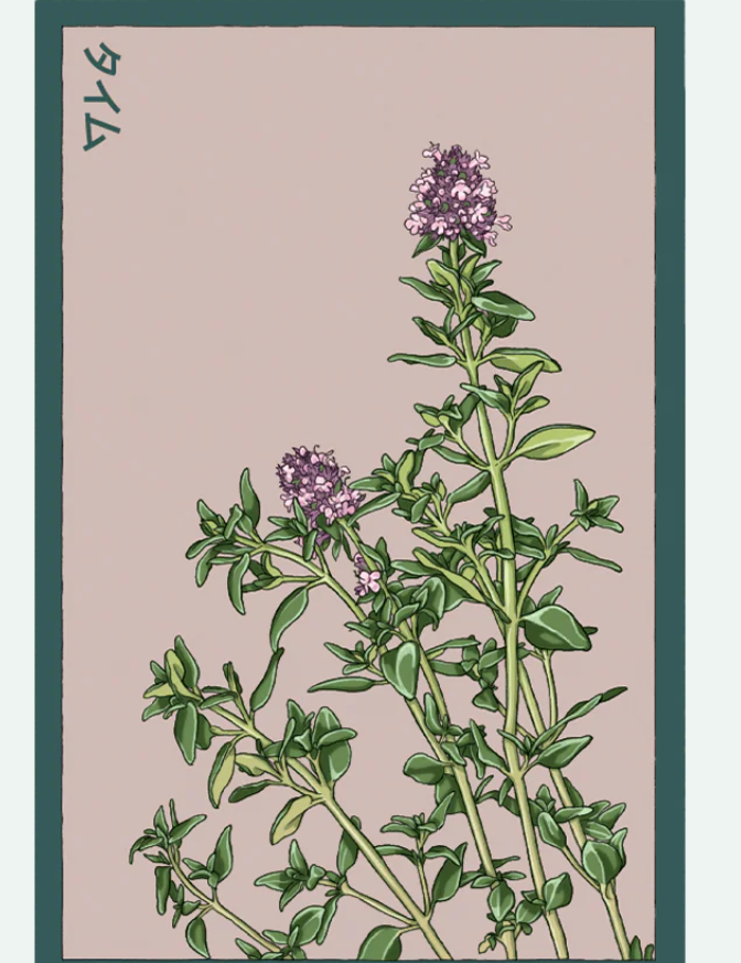 Herb Seed Packets - 9 Varieties