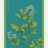 Herb Seed Packets - 9 Varieties