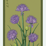 Herb Seed Packets - 9 Varieties