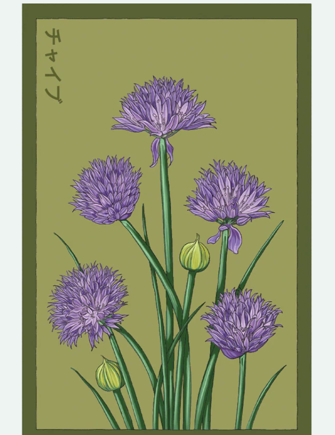 Herb Seed Packets - 9 Varieties