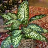 8" Dieffenbachia Tropic Snow