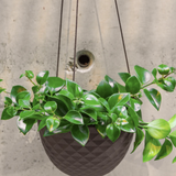 Mini Mofo Hanging Planter - 2 Colors