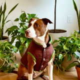 The Planted Pup Quilted Vest - 2 Colors/4 Sizes