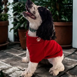 The Planted Pup Lena Sweater - 3 Colors/4 Sizes