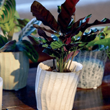 Katakana Ceramic Pot Planter - 5 Colors