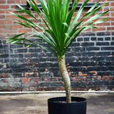 14" Dracaena Arborea