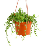 6" Curio herreanus (String of Watermelon)