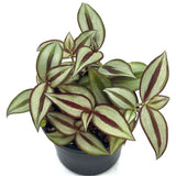 2" Tradescantia Silver Plus