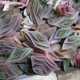 4" Tradescantia Navicularis