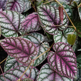 6" Cissus Discolor