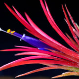 Tillandsia Ionantha Fuego