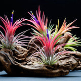 Tillandsia Ionantha Fuego