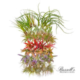 Air Plant Assortment