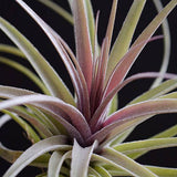 Tillandsia Aeranthos Stricta