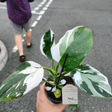 6" Philodendron White Wizard