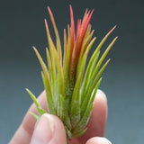 Tillandsia Ionantha Fuego