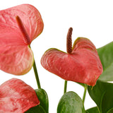 Anthurium 'Pink'