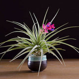 Tillandsia Aeranthos Stricta